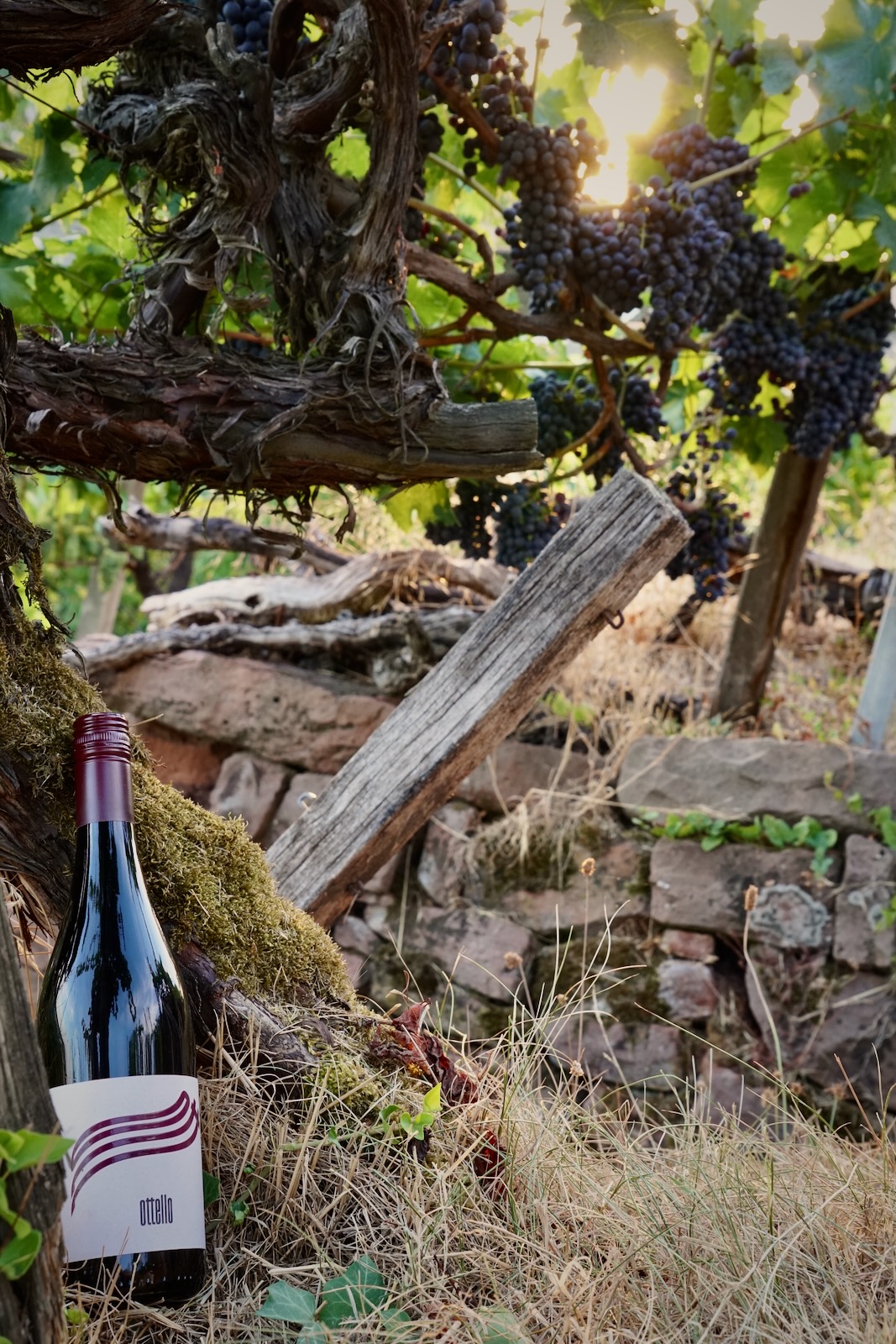 Ottello – Cuvée aus Portugieser und Spätburgunder